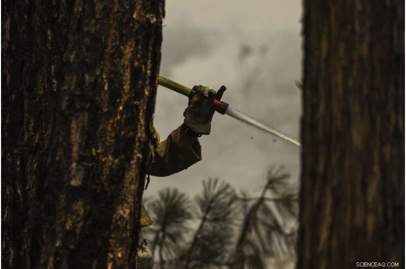 Strategic Prescribed Burns Protect Yosemite Sequoias from Wildfire