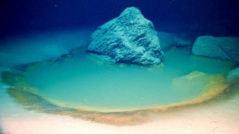 Rare Deep-Sea Brine Pools Uncovered in the Red Sea – A Window into Extreme Marine Life