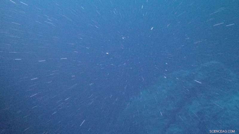 Micro‑Plankton Set to Sequester Greater Carbon as Global Warming Accelerates—Future Outlook Uncertain