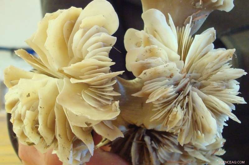 Stronger Pacific Overturning Circulation During the Last Glacial Period: New Fossil Evidence