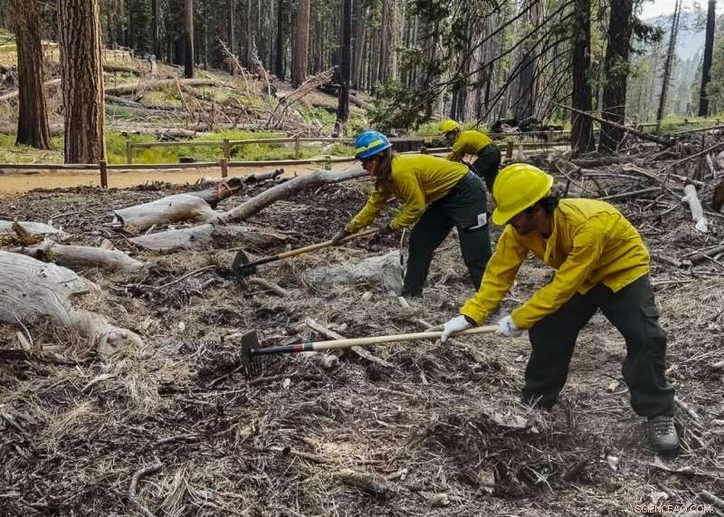 U.S. Firefighters Rush to Protect Yosemite’s Giant Sequoias from Washburn Blaze