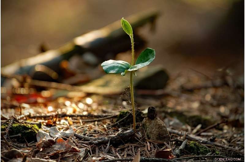 How Soil Temperature Influences Nitric Oxide Emissions in Forest Ecosystems