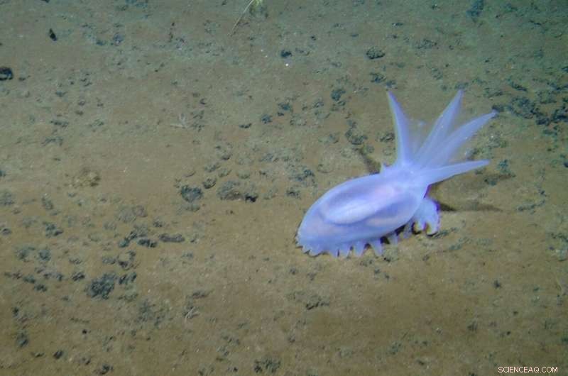 Study Reveals Deep-Sea Mining Noise May Spread Across Hundreds of Miles