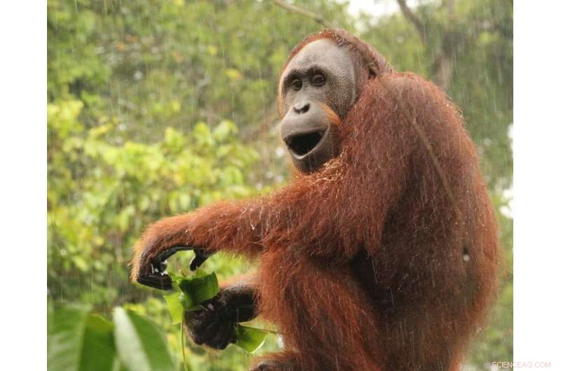 Boosting Carbon Conservation by Spotlighting Threatened Forest Primates