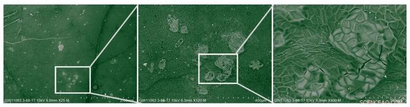 Advancing Soil Carbon Sequestration Through Silicon Deposits in Poplar Leaves