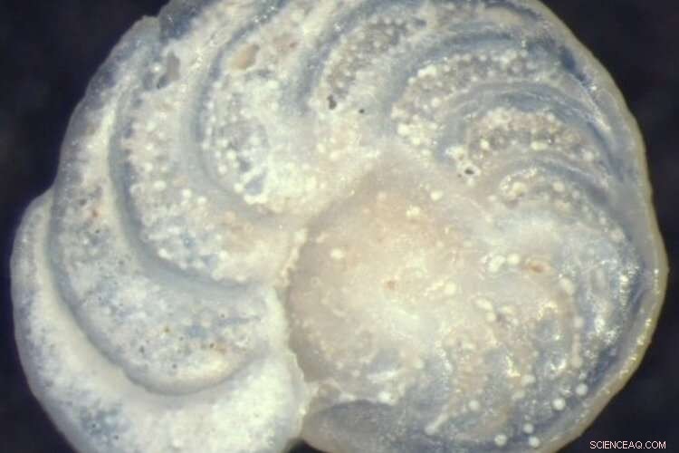 New Study Reveals Deep North Atlantic Once As Warm As Today’s Mediterranean