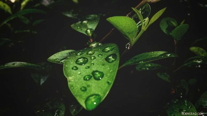 Delayed Ocean Response to CO₂ Reduction Alters Tropical Rainfall Patterns