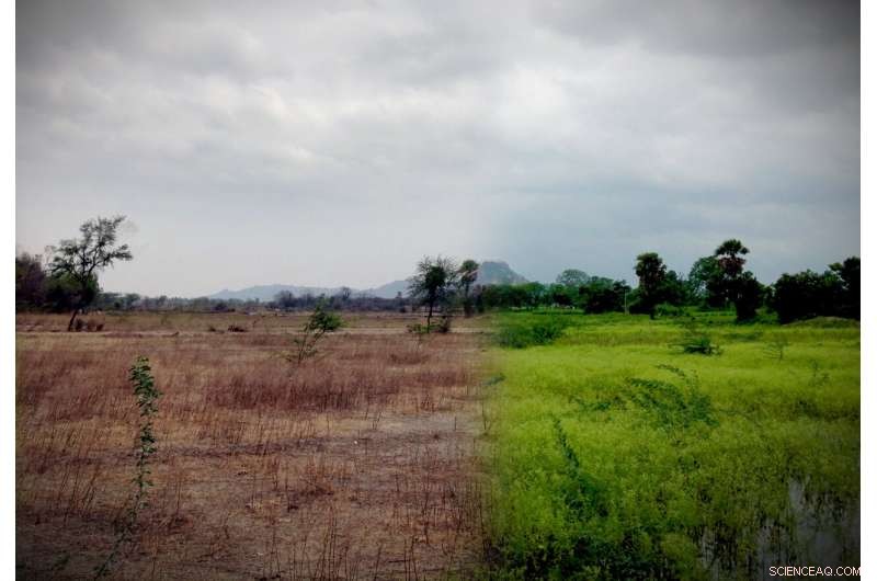 Climate Change Amplifies Water Scarcity, Threatening Global Ecosystems