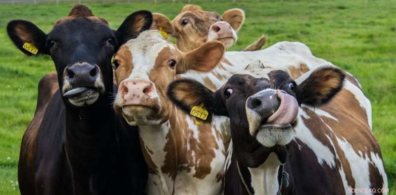 The UK Must Cut Methane Emissions by 2030: Cattle and Sheep Are Key