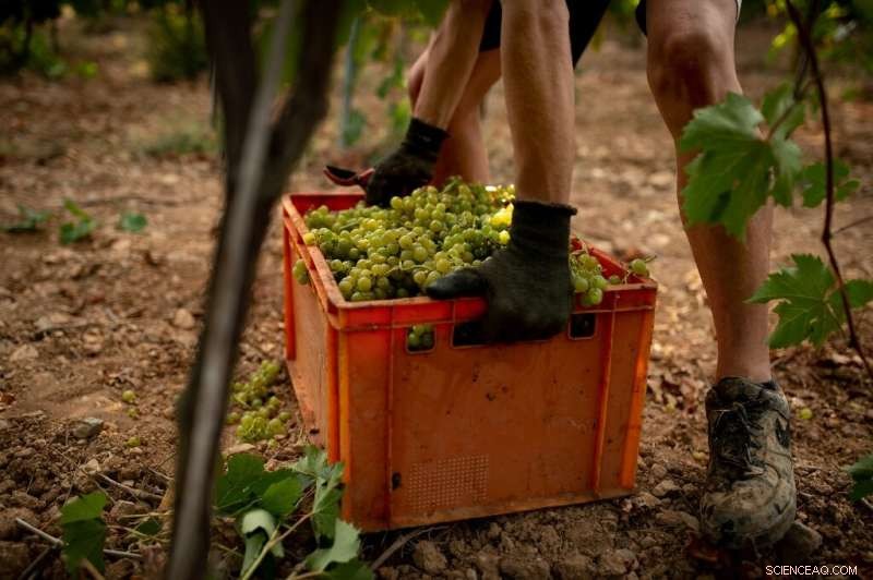 Spain & Portugal Face Unprecedented 1,200-Year Dry Spell, Threatening Agriculture