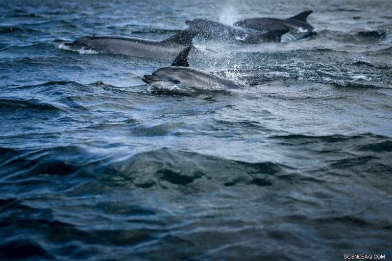 UN Calls for Bold Measures to Safeguard Oceans and Secure Global Marine Health