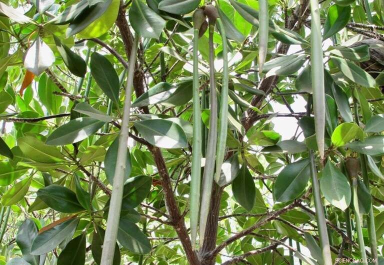 Ocean Climate Shifts Threaten Mangrove Seed Dispersal