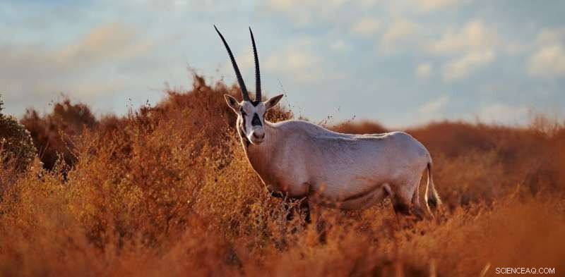 Even a Temporary 2°C Overshoot Could Permanently Damage Earth’s Biodiversity