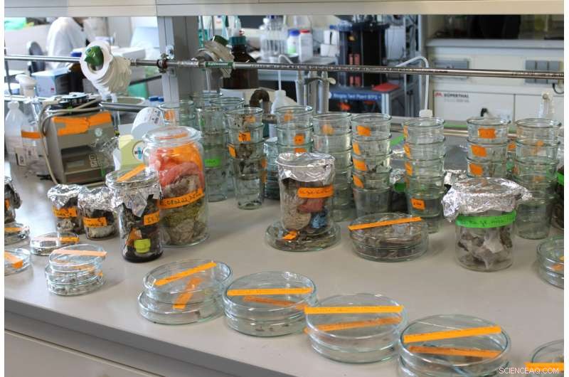 Significant Levels of Biodegradable Plastics Detected in Compost-Based Fertilizers