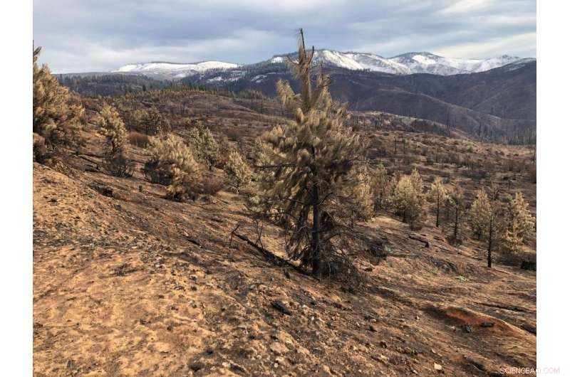 California’s Dixie Fire Highlights the Impact of Legacy Effects and Prescribed Burns