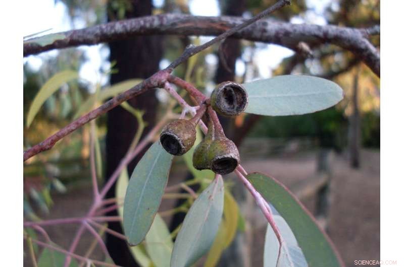 How Drones & DNA Tracking Are Healing Nature: High-Tech Conservation in Action