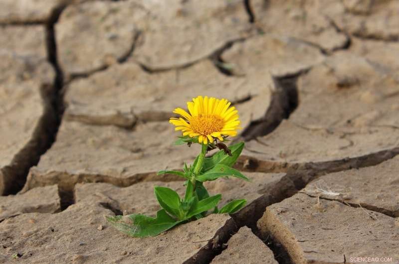 Heat Waves to Impact 500 Million People Annually by 2100, Study Finds