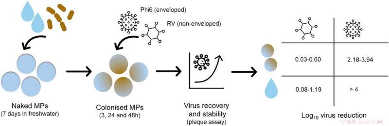 Viruses Persist on Freshwater Microplastics, Raising Public Health Concerns