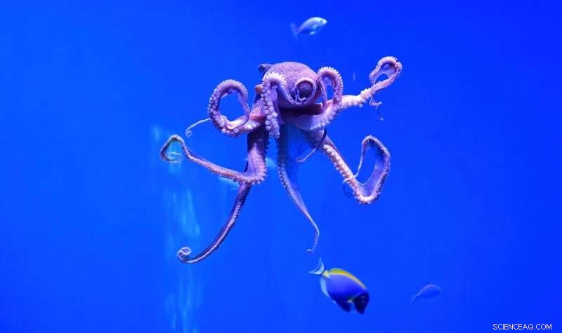 UN Secretary-General Declares Oceans a Global Emergency: Calls for Immediate Action