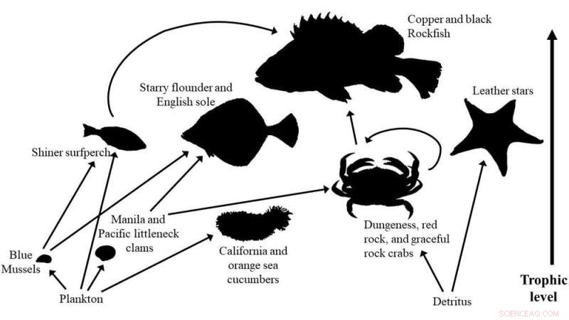 Bottom‑Up Spread: Microplastics Enter Marine Food Webs, Endangering Ecosystems