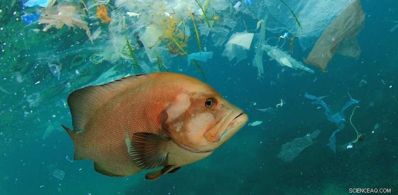 Bottom‑Up Spread: Microplastics Enter Marine Food Webs, Endangering Ecosystems