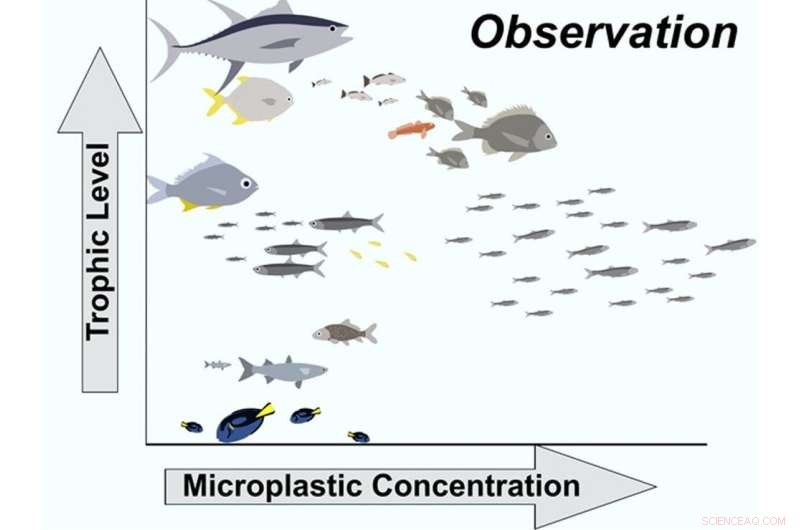 Bottom‑Up Spread: Microplastics Enter Marine Food Webs, Endangering Ecosystems