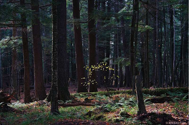 Modeling Historic Biomass to Buffer Climate Change