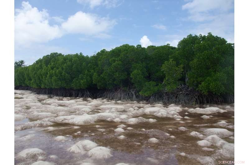 Climate Change Threatens Indonesia s Wakatobi Mangrove Forests, Key Carbon Sinks