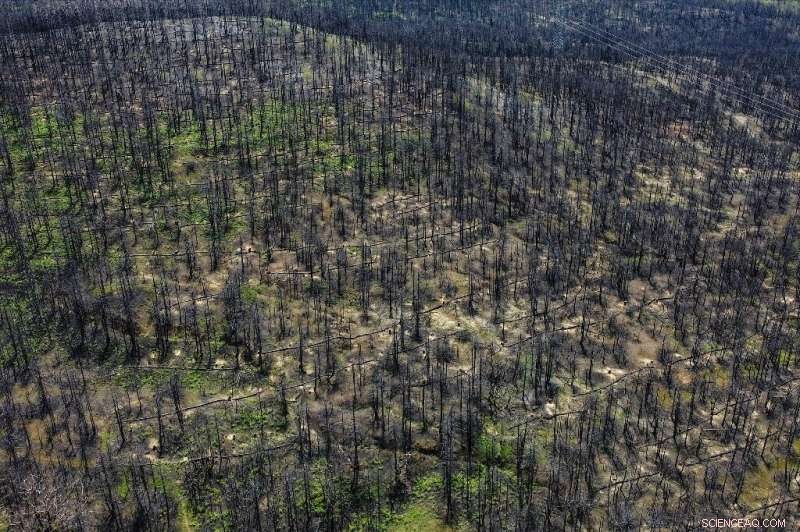 Evia s Wildfire Devastation: Decades Ahead for Full Recovery