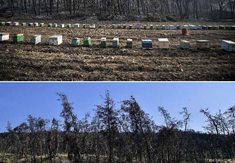 Evia s Wildfire Devastation: Decades Ahead for Full Recovery