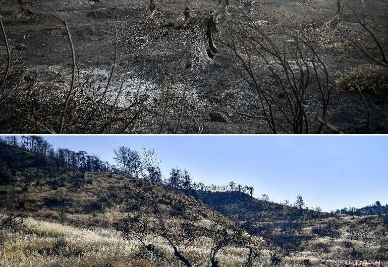 Evia s Wildfire Devastation: Decades Ahead for Full Recovery