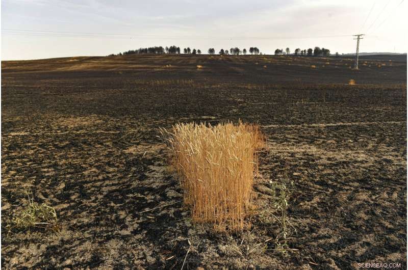 Early Heat Waves and Drought Amplify Wildfire Risk Across Europe