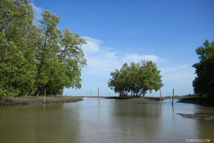 Remote Sensing Model Accurately Maps Mangrove Carbon Sequestration