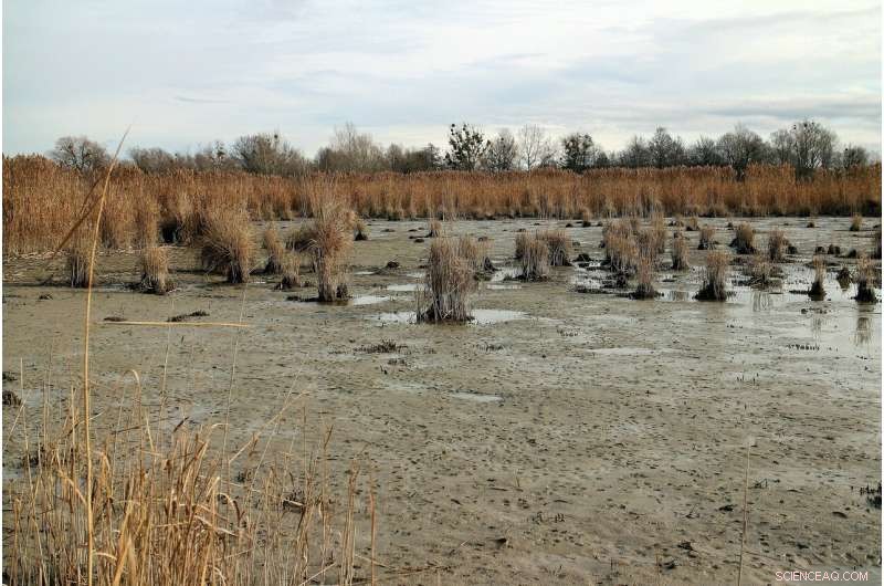 New Study Reveals How Marsh Sediment Shapes and Sustains River Deltas