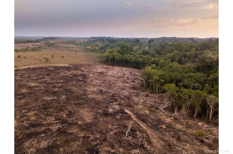 Amazon Deforestation Rises, Threatening Indigenous Communities
