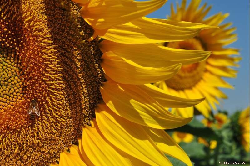 Europe s Hottest Summers: Rising Heatwave Frequency