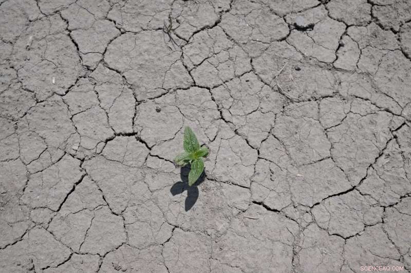 France Pledges €500M to Boost Urban Greenery Amid Heatwave