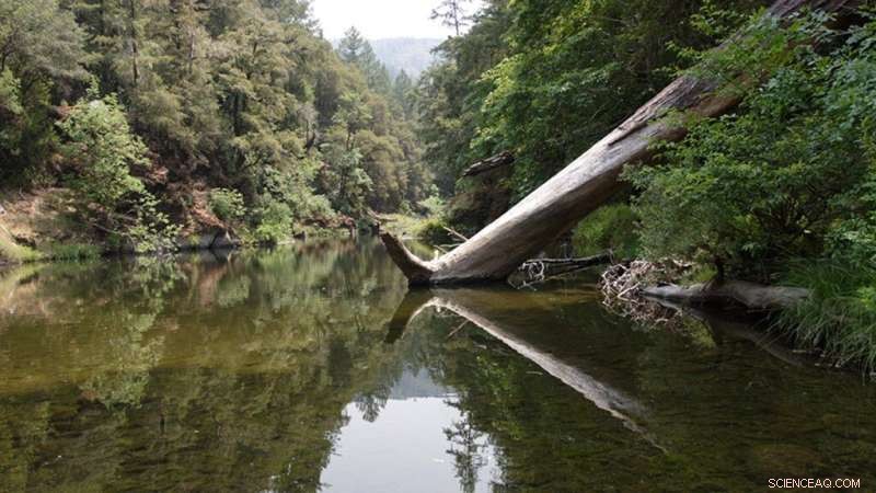 Small Catchments Preserve Distinct Silicon Export Signatures After Storms