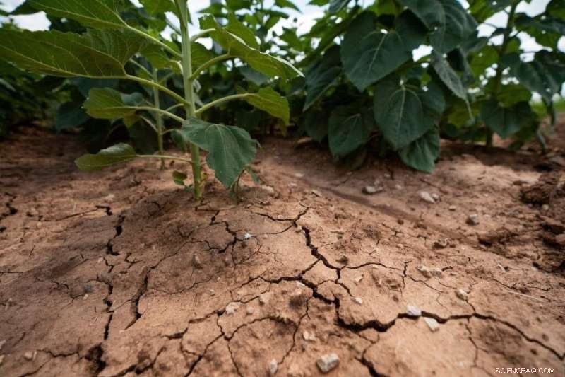 Severe Drought May Turn Texas Summer Into Record-High Heat Wave