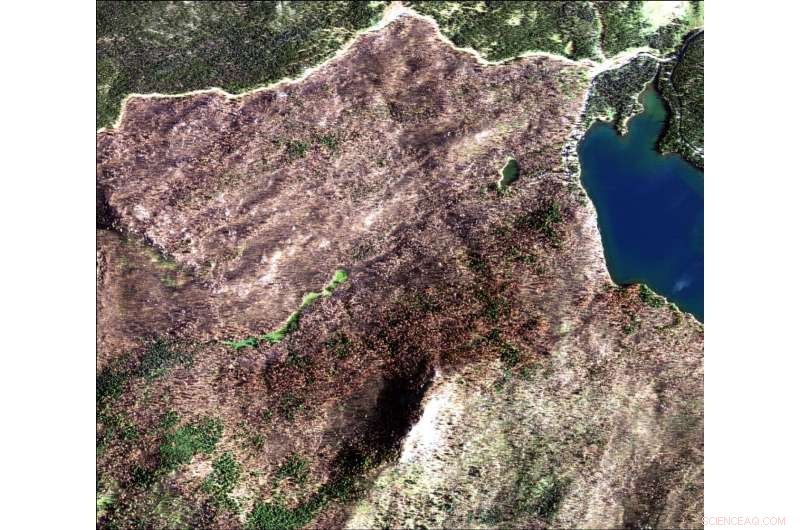 Study Reveals Green Islands Accelerate Forest Regeneration Post-Fire