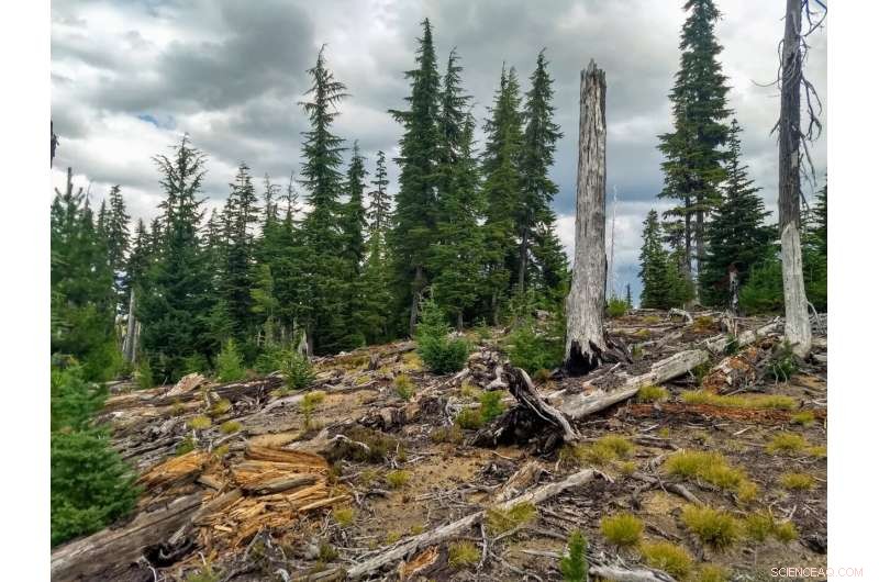 Study Reveals Green Islands Accelerate Forest Regeneration Post-Fire