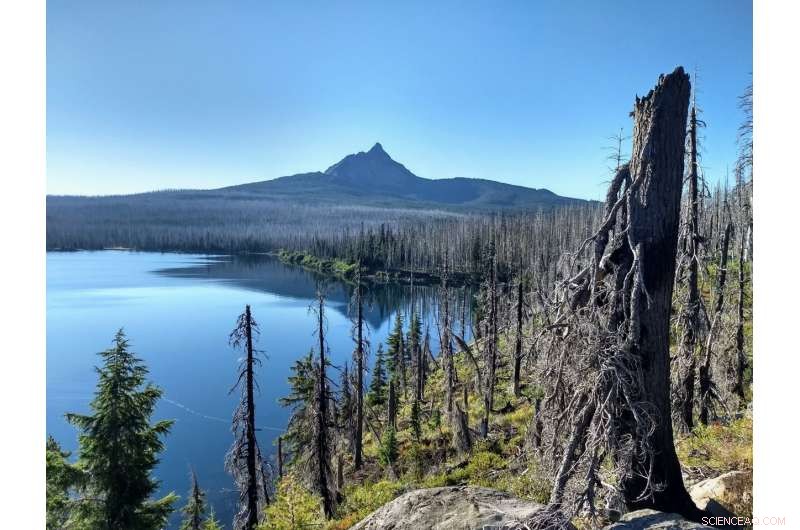 Study Reveals Green Islands Accelerate Forest Regeneration Post-Fire