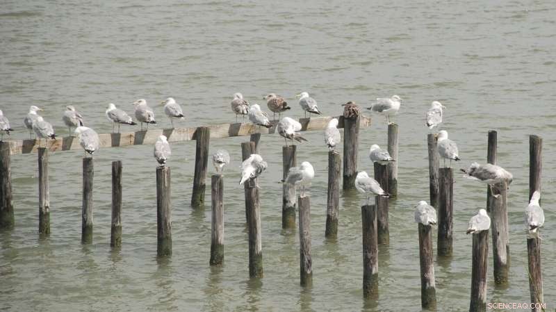 Chesapeake Bay Watershed Achieves C+ Grade in New Environmental Report