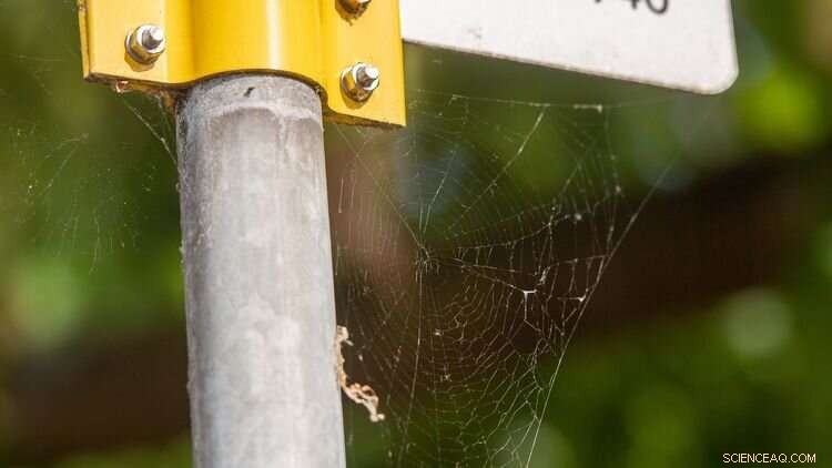Spiders’ Webs Trap Airborne Microplastics: A New Monitoring Tool
