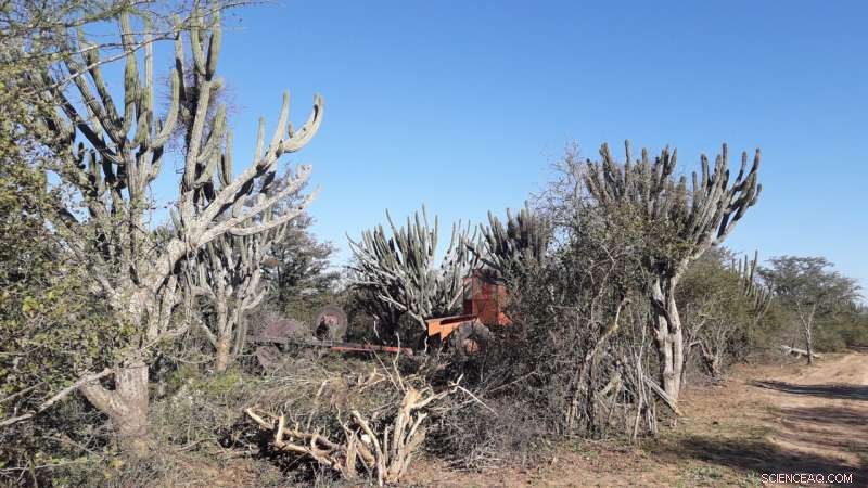 Deforestation Endangers Indigenous Communities and Biodiversity in South America