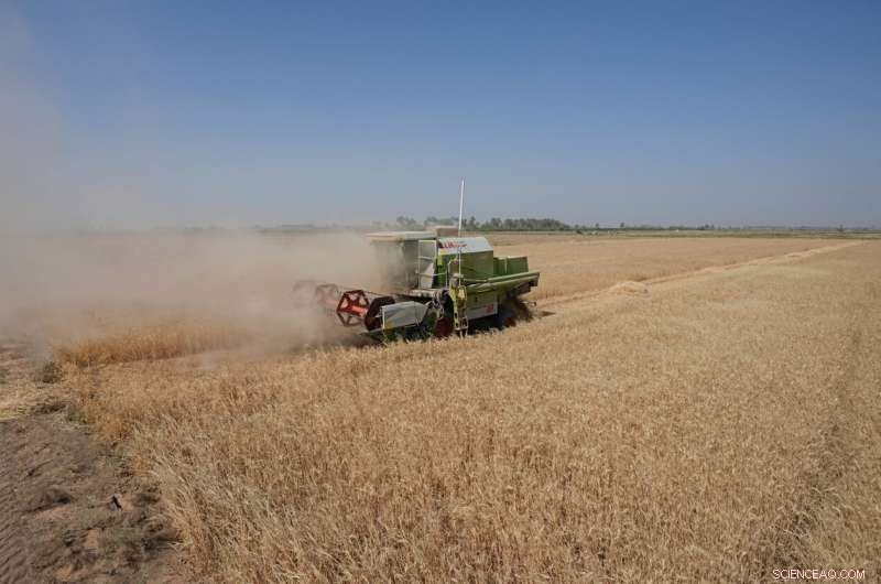 Iraq s Wheat Harvest Strained by Severe Water Shortages