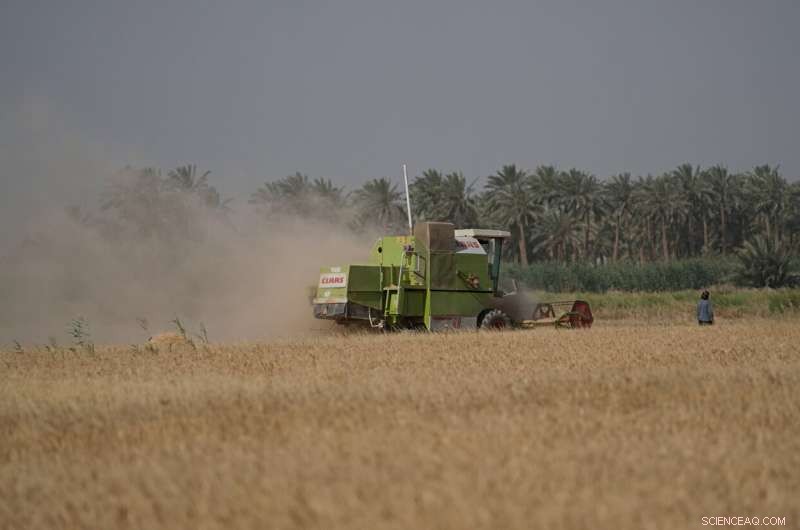 Iraq s Wheat Harvest Strained by Severe Water Shortages