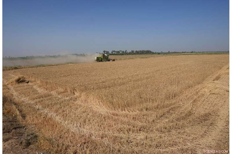 Iraq s Wheat Harvest Strained by Severe Water Shortages