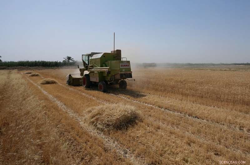 Iraq s Wheat Harvest Strained by Severe Water Shortages