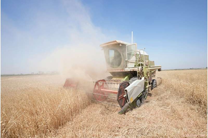 Iraq s Wheat Harvest Strained by Severe Water Shortages
